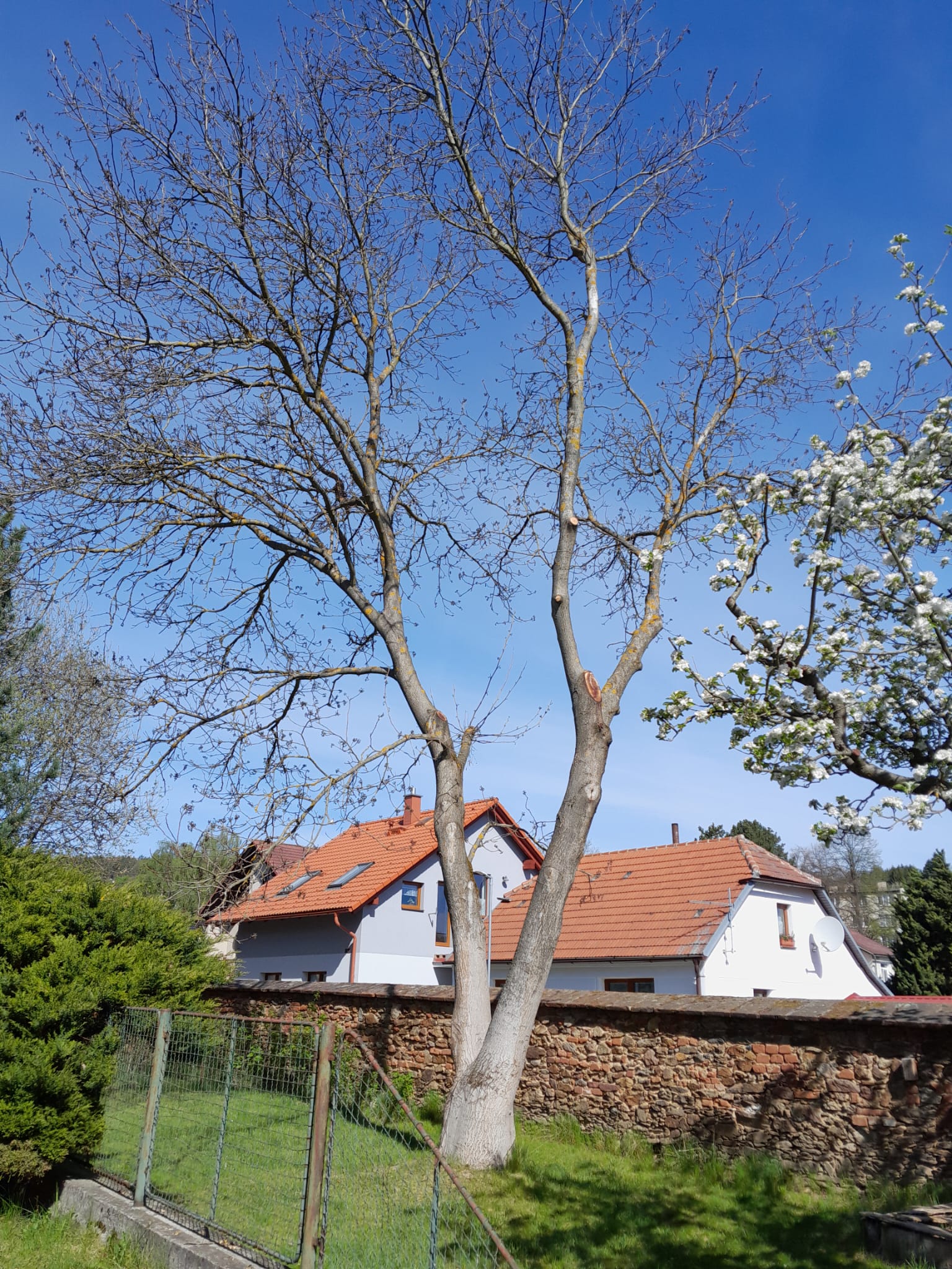 prořezaný ořešák